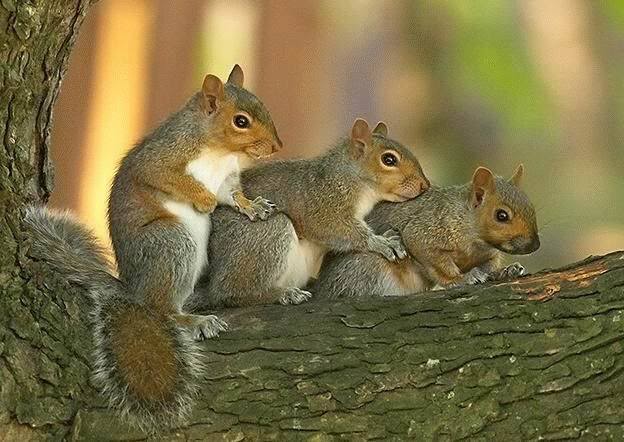 Three squirrels sitting on a tree branch in a threeway, conga line
