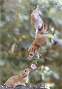 Two hamsters dangle from a twig presenting another hamster with a flower