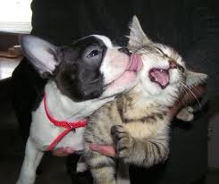Boston Terrier dog kissing a not so happy cat.