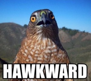 A hawk looking directly at camera with the phrase "HAWKWARD" in LOL Cat-style below it.