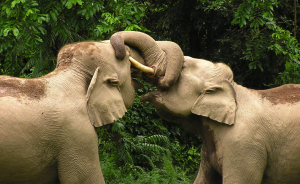 Two elephants engaged in fighting with tusks and trunks interlocked