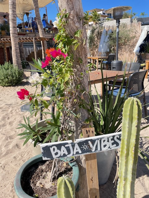 Photo of a cactus and flowers sitting in a big planter on the beach with a hand painted sign reading, "Baja Vibes."