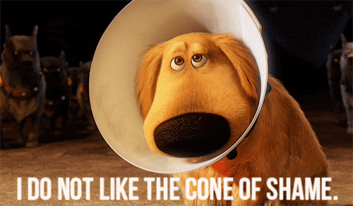 Dog wearing a cone of shame from movie UP "I don not like the cone of shame" GIF