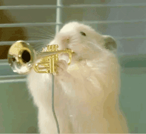 Hamsters playing tiny musical instruments GIF