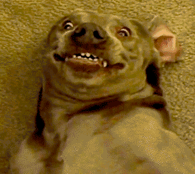 Dog making a silly face getting belly scratches GIF