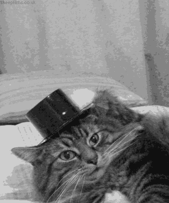 Cat wearing a top hat GIF